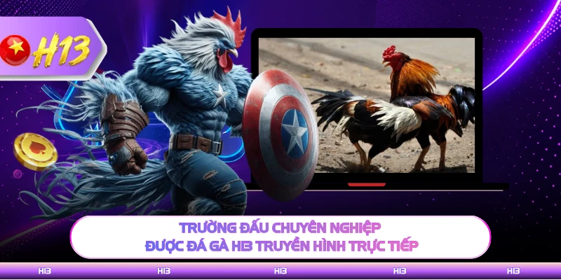 Trường đấu chuyên nghiệp được đá gà H13 truyền hình trực tiếp